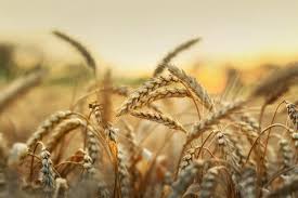 Maybe you would like to learn more about one of these? Eu Agriculture On Twitter Common Wheat Spelt 46 Of All Cereal Grains Harvested Grain Maize Corn Cob Mix 21 Barley 19 Oats Rye Other Cereals 14 Https T Co Imr72kyqec