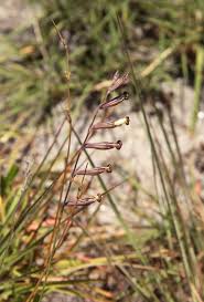 Image result for Silene burchellii