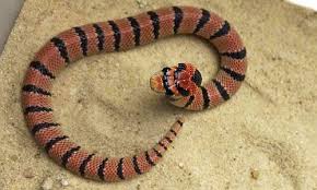 Look up the german to spanish translation of harlekin korallenotter in the pons online dictionary. Korallenschlange Entwichen Reptilien Experten Der Dusseldorfer Feuerwehr Helfen In Koln Aus Blaulicht Dusseldorf Report D De Dusseldorf Internetzeitung