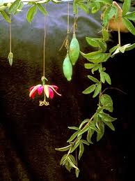 Image result for Indigofera ischnoclada