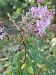 Image result for Plectranthus chimanimanensis