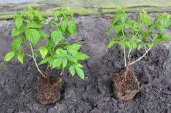 3 x rankhimbeere kletterhimbeere himbeere pflanze pflanzen ableger himbeer. Pflanzabstand Bei Himbeeren Richtig Wahlen Lubera