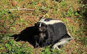 If you have a garden, be sure to harvest ripe fruit. What Can Be Done About Skunks Digging Up Lawn Animal Control Specialists