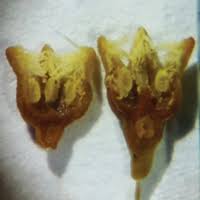 Image result for Thesium multiramulosum