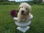 German Shepherd Poodle mix - The ultimate Shepadoodle ...