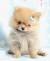 White Fluffy Chihuahua