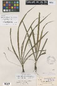 Image result for Hypoxis parvifolia