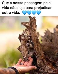 Pin De Lucia Gomes Em Animais Pensamentos Frases Legais Frases
