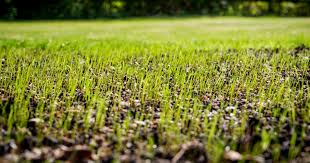 Wait 2 to 3 weeks after the. How Cold Is Too Cold To Plant Grass Seed And Other Key Info
