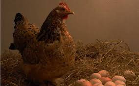 Ayam mutiara termasuk ayam yang cukup unik, hal ini dikarenakan ayam mutiara hanya bertelur di saat musim hujan saja. 99 Tips Cara Beternak Ayam Kampung Bertelur Setiap Hari Produksi Tinggi Berita Pertanian Mitalom