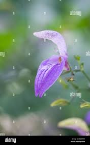 Image result for Brillantaisia madagascariensis