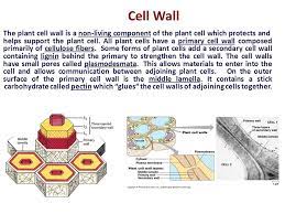 Plant cell walls are composed mostly of polysaccharides which is a form of a complex carbohydrate. Cellular Components Proceses Ppt Video Online Download