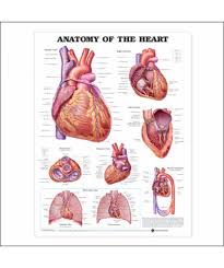 Anatomy Of The Heart Anatomical Chart