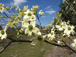 Check spelling or type a new query. Flowering Dogwood University Of Florida Institute Of Food And Agricultural Sciences