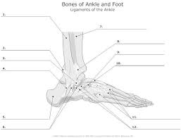 Printable Anatomy Labeling Worksheets In 2020 Anatomy Bones Anatomy Practice Anatomy