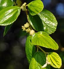 Image result for Ziziphus mauritiana