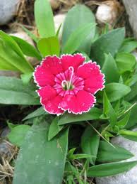 Full sun, part sun height: 17 Deer Resistant Perennials Dengarden