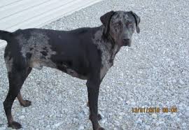 Maybe you would like to learn more about one of these? Louisiana Catahoula Leopard Dog Puppy For Sale Adoption Rescue For Sale In Milan Illinois Classified Americanlisted Com