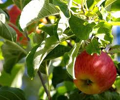 How many years to fruit? How To Grow California Native Plants With A Vegetable And Fruit Garden