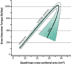 Theoretical model of the relationship between muscle mass and strength...