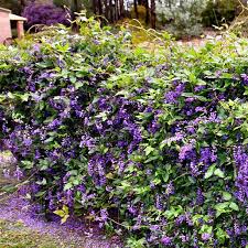 Image result for Hardenbergia comptoniana