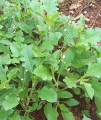 Image result for Oxygonum sinuatum