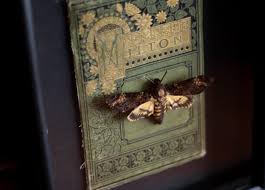 They have been written into lots of mythology and superstitions due. Death Head Moth On An Antique Book Cover I Spread And Framed This Guy Myself Are There Any Other Bug Enthusiasts Out There Odditycollectors