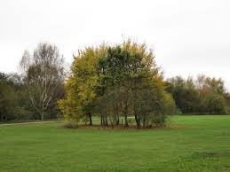 Pick up a map from the visitor centre and get searching around the park. Brereton Heath Local Nature Reserve Walk Route