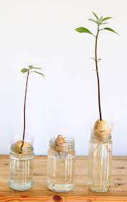 How To Grow Avocado From Seed 2 Easy Ways Grow Avocado Avocado Plant From Seed Avocado Plant
