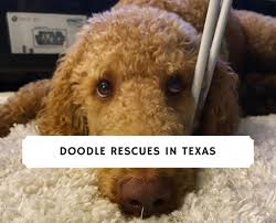 Please use the top links above to find out all about us, our breeding dogs and our puppies. Doodle Rescues In Texas Top 6 Picks 2021 We Love Doodles