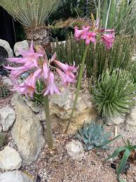 Image result for Cryptostephanus