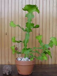 Image result for Euphorbiaceae