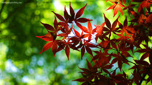 Customize and personalise your desktop, mobile phone and tablet with these free wallpapers! 8k Hd Wallpapers Group 70