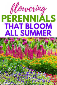 Find the best perennial flowers for your needs by scrolling through our handy guide below. 10 Flowering Perennials That Bloom All Summer Long