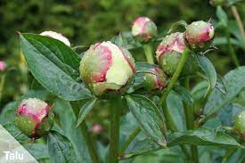 Der richtige zeitpunkt zum rosenschneiden. Pfingstrosen Paonien Schneiden So Geht S Richtig Talu De