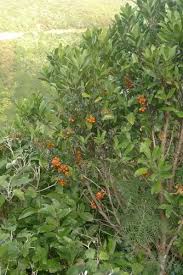 Image result for Monimiaceae