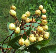 Image result for Trichilia