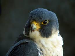 Birds Of New Jersey Field Guide Wildlife Field Guide For New Jersey S Endangered And Threatened Endangered Wildlife Wildlife Foundation Endangered