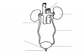 Excretory System Blank Diagram Human Anatomy Body Excretory System Human Body Systems Human Body Anatomy