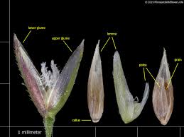 Image result for Agrostis