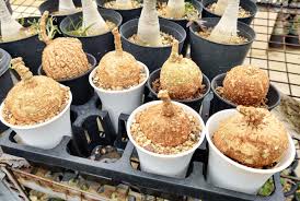 Image result for Corallocarpus epigaeus