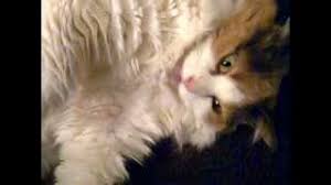 Two other questions cat lovers commonly ask is why. Cat Licking Lips Find Out The Reasons Why