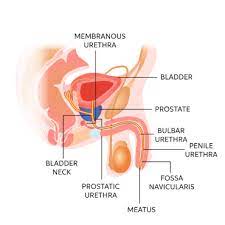 Learn About Function Of Urethra Chegg Com