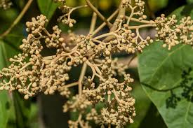 Image result for Firmiana