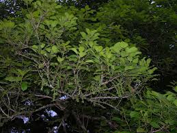 Image result for Alchornea hirtella