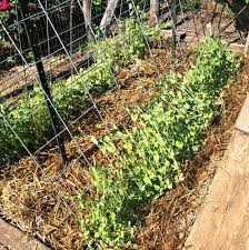 First, get down there and pull up those dang weeds. No More Weeds Here S My Secret To Weed Free Gardening Farm Fresh For Life Real Food For Health Wellness