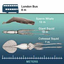 17 Giant Colossal Squids Compared In Size Jpg 1600 1600 Colossal Squid Squid Giant Squid