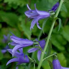 Campanula Rapunculus Seeds Rampion Campanula Campanula Flowers Tree Identification