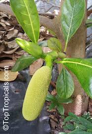 Image result for Artocarpus heterophyllus