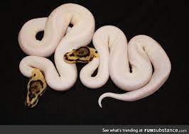 Funsubstance Funny Pics Memes And Trending Stories Ball Python Morphs Ball Python Python